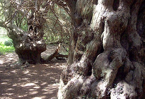 Yew tress at Kingley Vale